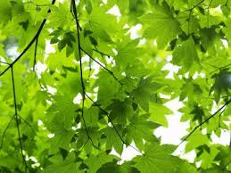 Spring color is exquisite lime green. How To Care For A Golden Full Moon Maple