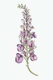 Pin On Flower Research