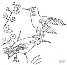 These spring coloring pages are sure to get the kids in the mood for warmer weather. Get This Free Hummingbird Coloring Pages 20627