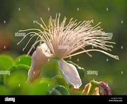 Image result for Capparis cartilaginea