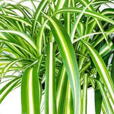 Image result for Chlorophytum hirsutum