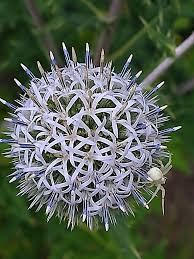 Image result for Echinops longifolius