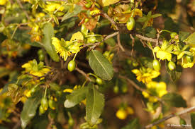 Image result for Ochna confusa