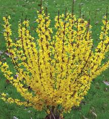 Show Off Forsythia X Intermedia Forsythia Bush Plants Flowering Shrubs