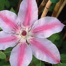 We did not find results for: Buy Clematis Group 2 Clematis Nelly Moser