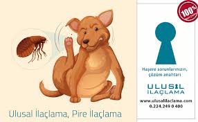 Bursa Da Ilaclama Bursa Pire Ilaclama Ulusal Ilaclama