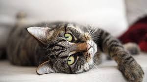 As male cats do not take part in raising their offspring, kitten calls and the urgency conveyed in them may not have the same relevance for them as for this may cause male and female cats to process what they hear differently. Best Female Cat Names 200 Girl Cat Names From A To Z Daily Paws