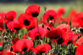 جنگل ارسباران در دل طبیعت بکر و دست نخورده استان آذربایجان