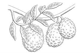 Maybe you would like to learn more about one of these? 20 Sketsa Gambar Buah Buahan Yang Mudah Diwarnai Untuk Anak Paud Tk Sd Kanalmu