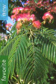 Image result for Albizia petersiana