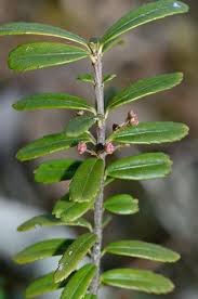 Image result for Clutia paxii