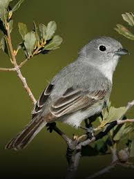 Birds Of West Texas Photos Grey Vireo Vireo Vicinior Breeds From The South West United States And Northern Baja California To Western Texas It Wi Birds Backyard Birds Bird Life List