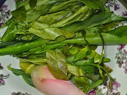 Serai memiliki kandungan zat anti mikroba, kandungan. Daun Serai Kayu Rawat Darah Tinggi Terapi Syifa