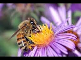 Flowers can communicate with bees using electric fields.the bees pick up on the signals being given off b. Bees And Flowers Pollination Flowers And Bees Life In Nature Hd Youtube