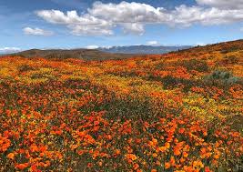 Maybe you would like to learn more about one of these? Poppy Fields After A Winter Of Rain Review Of Antelope Valley California Poppy Reserve Lancaster Ca Tripadvisor