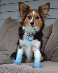 We did not find results for: Should I Dye Meeko S Tail Puppy Forum And Dog Forums
