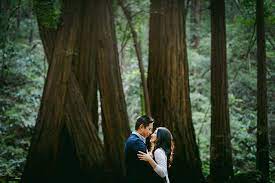 Muir Woods California Engagement California Engagement Muir Woods California Muir Woods