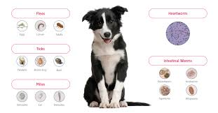 Buy the best heartworm medication and prevention for your cat at allivet.com. Paw Club Care Zoetis Au