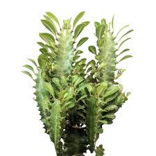 Image result for Euphorbia tholicola
