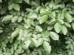 Image result for Dalbergia