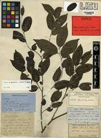Image result for Diospyros abyssinica