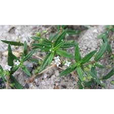 Image result for Oldenlandia cana