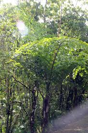 File Caryota Gigas 8zz Jpg Wikimedia Commons