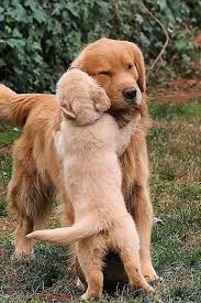 Pin By Meral Yonden Yasar On Najmilishi Tvarinki In 2020 Cute Funny Animals Cute Animals Cute Baby Animals