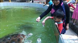 Penang aquarium batu maung yakınlarındaki oteller: Aquarium Tunku Abdul Rahman Penang Youtube