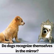 Pin Pa Everydoggy