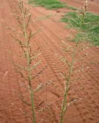 Image result for Pogonarthria