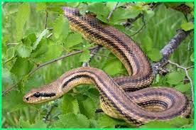 Jenis ular yang sering ditemukan di sawah cukup beragam mulai dari ular yang tidak berbisa hingga ular berbisa yang akan diuraikan sebagai berikut. 10 Jenis Ular Tidak Berbisa Di Dunia Dunia Fauna Hewan Binatang Tumbuhan Dunia Fauna Hewan Binatang Tumbuhan