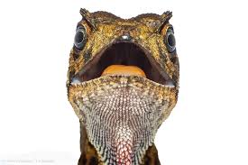 Image result for Anolis scypheus