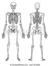 Start date today at 8:38 pm. Skeleton Structure Back And Front View Human Bones Bones Skeletal System Human Anatomy Isolated Anatomical Structure Canstock