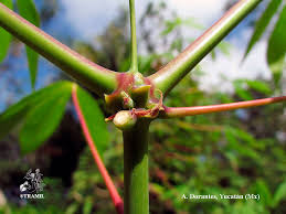 Image result for Manihot esculenta