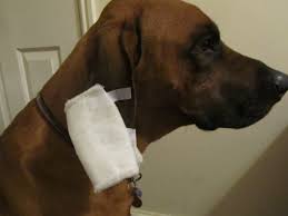 Cropped ears need to be properly taped and bandaged for weeks as they heal to maintain proper form. Bleeding Ear Tips Rhodes 2 Safety Rhodes 2 Safety