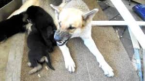 By amber (memphis, tn) i am a dog sitter for a very loving german shepherd, molly. German Shepherd Growling Youtube