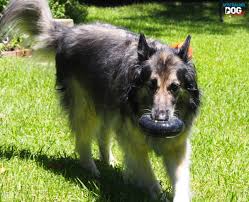 C cover the entire crate with a tarp/blanket etc. Bed Rest Games For Dogs Post Surgery Australian Dog Lover