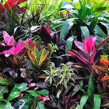 25 Colorful Foliage Ideas Foliage Plants List Foliage Garden Tropical Garden Design Tropical Landscaping Foliage Plants