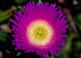 Maybe you would like to learn more about one of these? Hd Wallpaper Pigface Flower Purple Yellow Bright Groundcover Succulent Wallpaper Flare