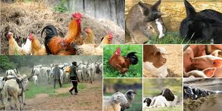 #ameraucanachicken #livestock #farm ameraucana chickens. Nigerian Livestock Resources Survey Angr Nigeria
