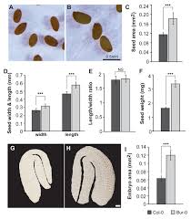 Úlcera péptica e suas complicações. Frontiers Physiological Profiling Of Embryos And Dormant Seeds In Two Arabidopsis Accessions Reveals A Metabolic Switch In Carbon Reserve Accumulation Plant Science