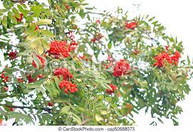 Download this premium vector about tree with green leaves, and discover more than 14 million professional graphic resources on freepik. Red Rowan Berries On Tree Red Rowan Berries On A Green Tree In August Canstock