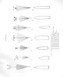 Image result for Lopholaena sp.no.1