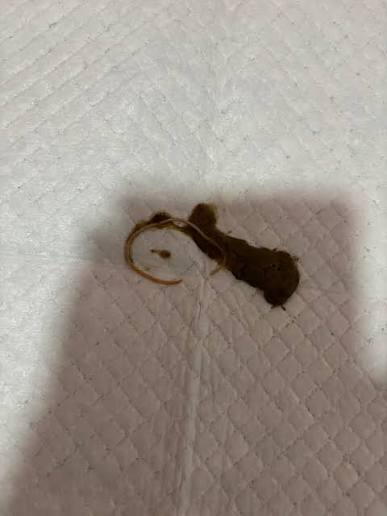What kind of worm is infecting my 8-week-old puppy pug?