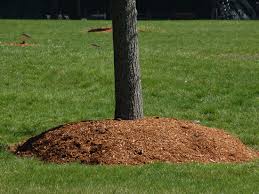 Check spelling or type a new query. Using Mulch Around Trees