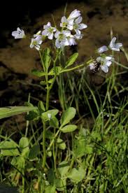 Image result for Cardamine obliqua