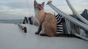 Bawa kucing naik kereta api. 8 Tips Penting Sebelum Ajak Hewan Peliharaan Travelling