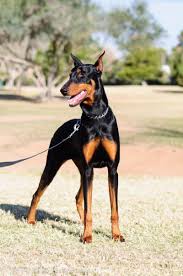 Black And Tan Doberman Puppies For Sale Adopt Sasha On Petfinder Doberman Pinscher Funny Doberman Doberman Training