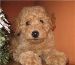 She is too big for my breeding program. Pin On My Next Puppy